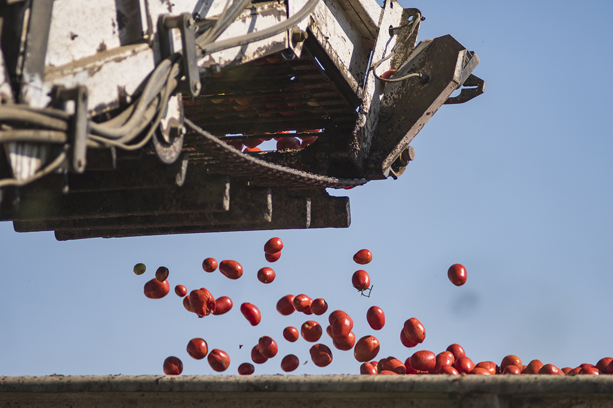 Tomatoes are loaded onto the trailer from the harvester by a conveyor.